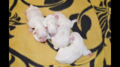 Amazing Dog Birth🐩