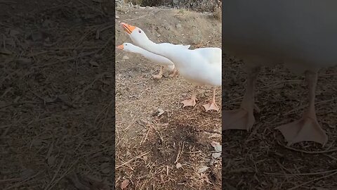 #geese #guardgeese #homestead #homesteading #homesteadlife #farmlife