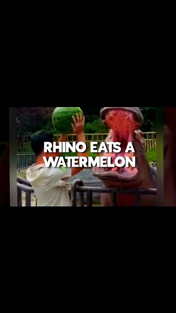 RHINO EATS A WATERMELONNN