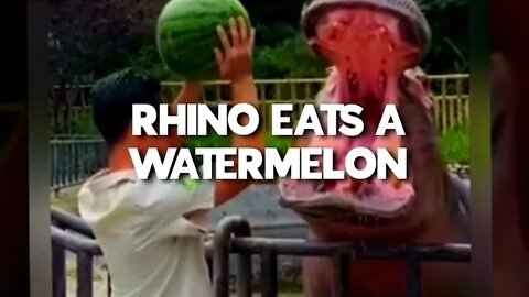 RHINO EATS A WATERMELONNN