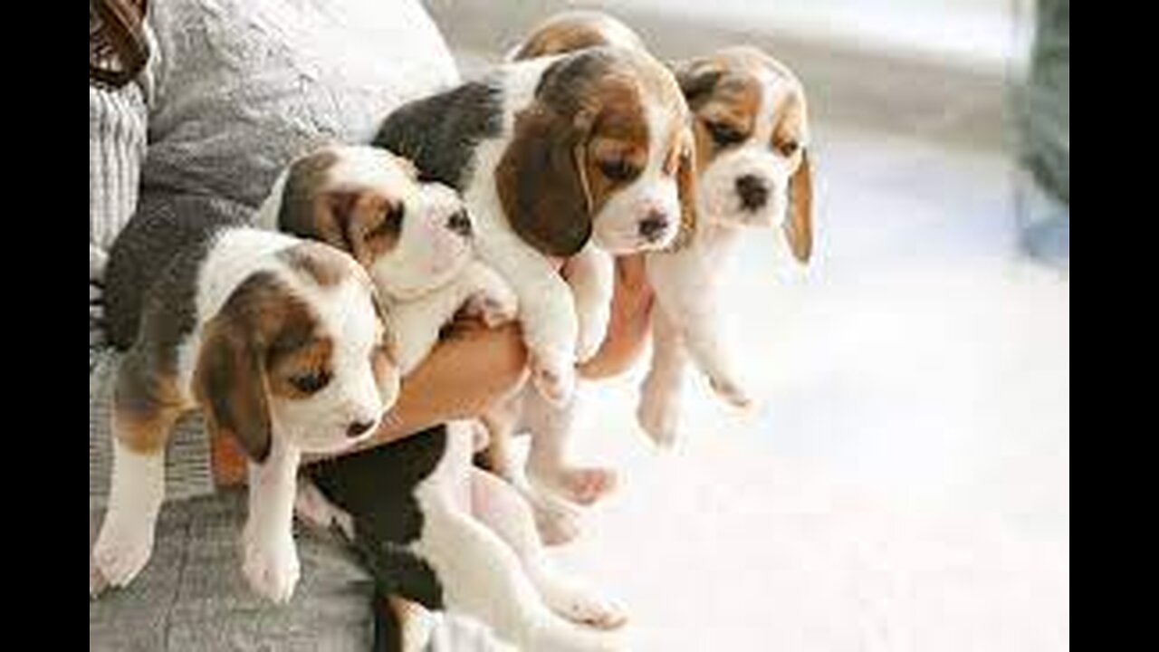 10 Minutes of Cute Puppies 🐶