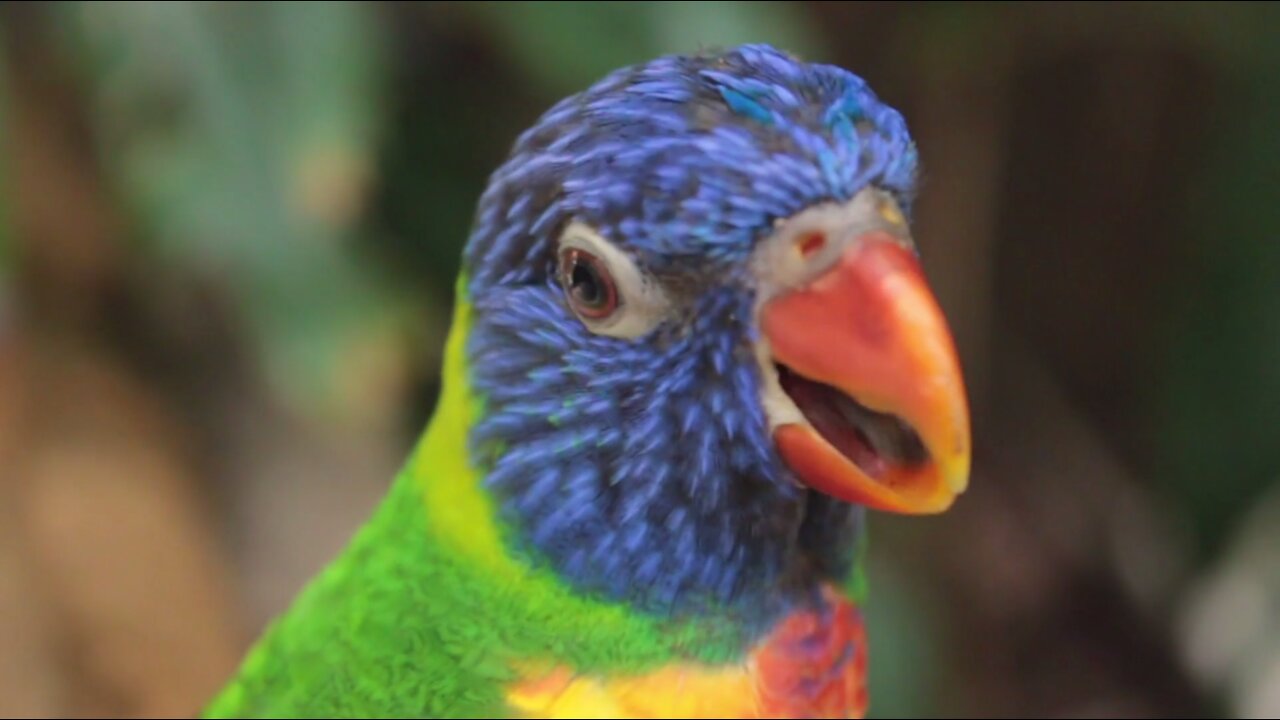 Colorful Wild beautiful parrot