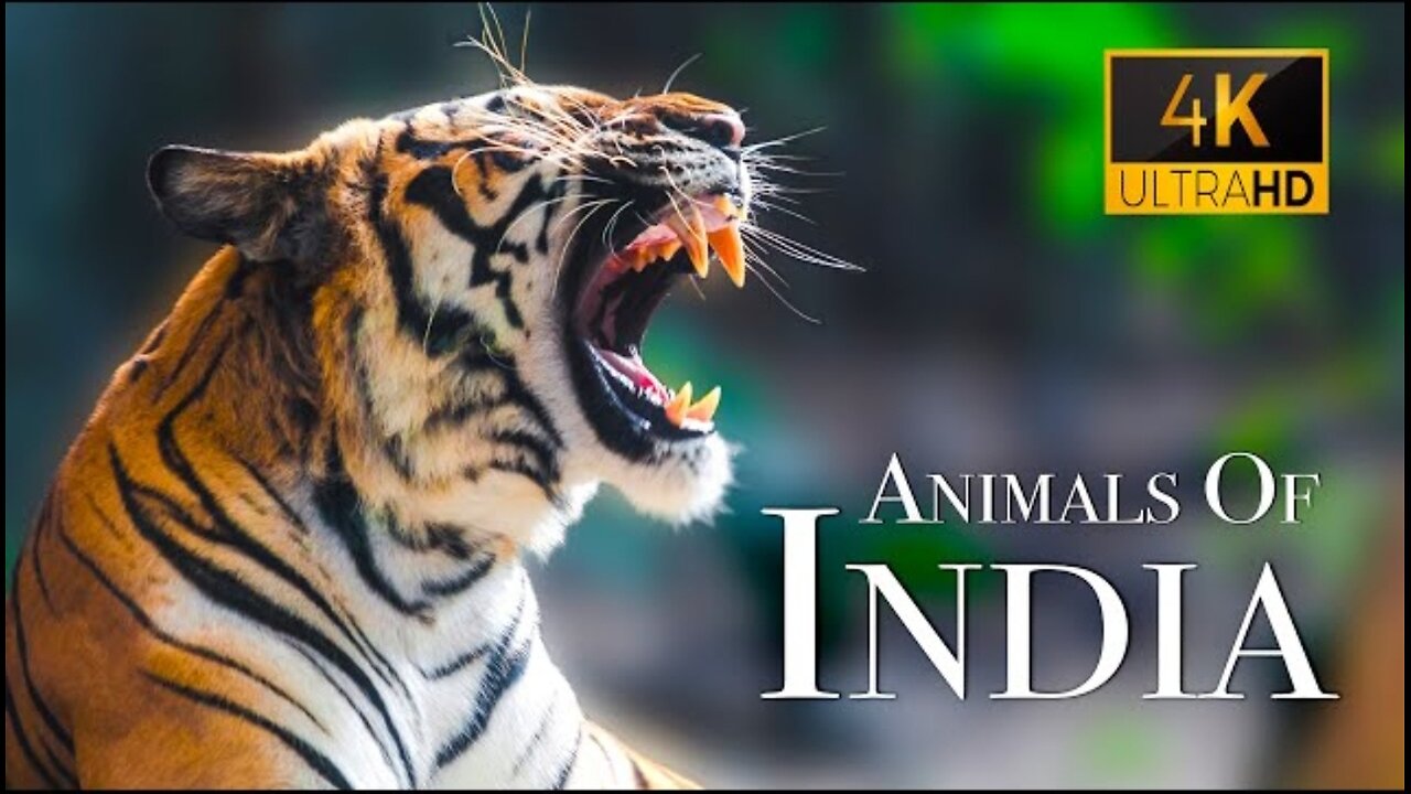 India Wildlife - Amazing Scenes OF India's Animals | Scenic Relaxation