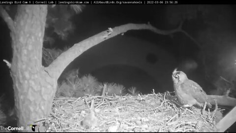 Mom Returns To Find a Meal Already There 🦉 3/6/22 23:55