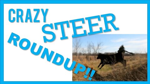 Crazy Cattle!