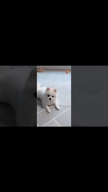 cute animals #short #shorts #cute animals 12