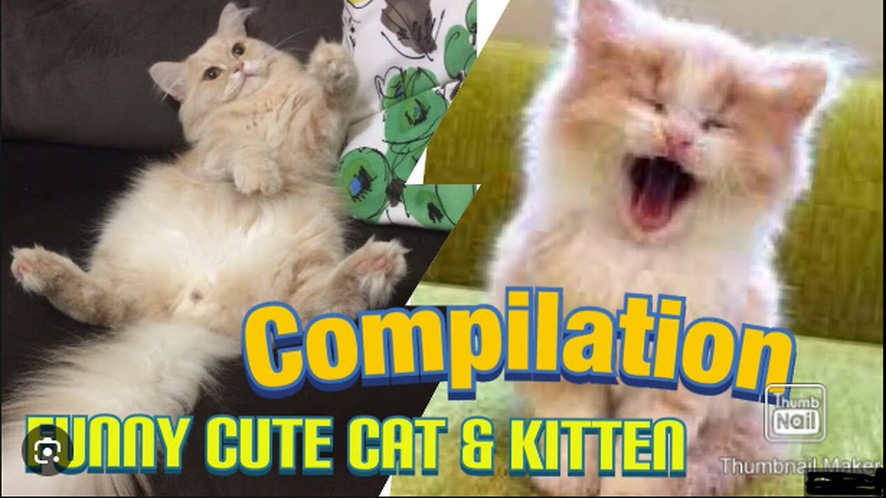 Laugh Out Loud: Funniest Cat Videos Compilation