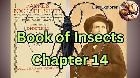 Life of the Capricorn Longhorn Beetle - Book of Insects Chapter 14 by Jean-Henri Fabre