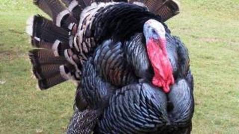 10 Facts About Thanksgiving