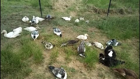 Muscovy and Muscovy cross ducklings munching on some grass before bed time 17th January 2022