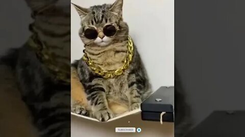cute cat videos 😹 funny videos 😂 1127 😻 #shorts