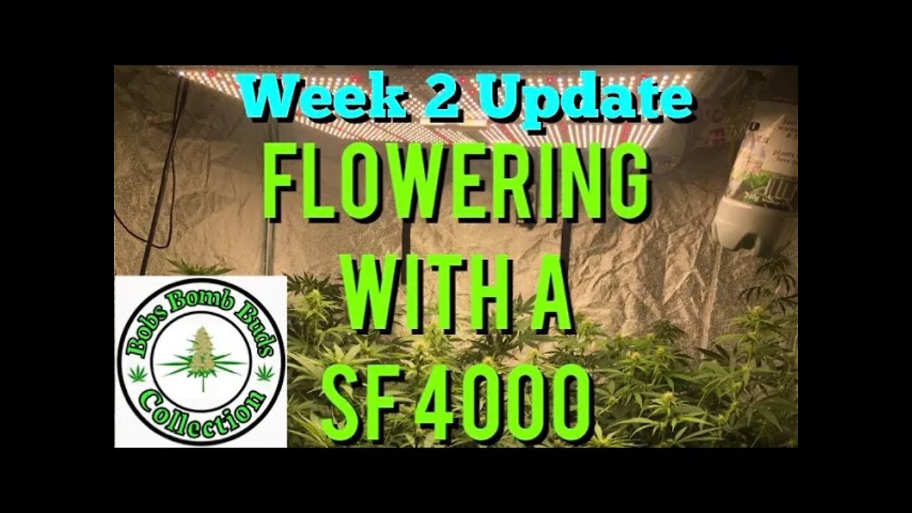 Week 2, Flowering With A Spider Farmer SF 4000 Update