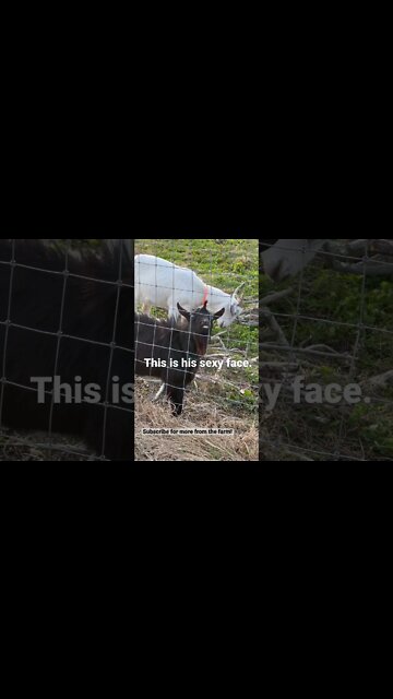 Love That New Goat Smell #shorts