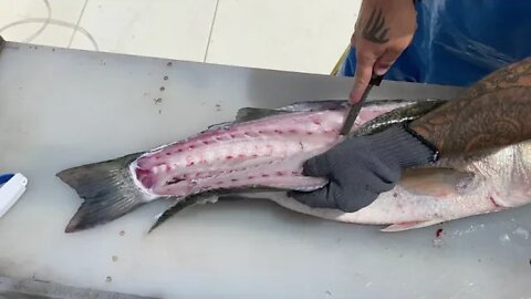 How clean a striper-Easy way to fillet a striped bass