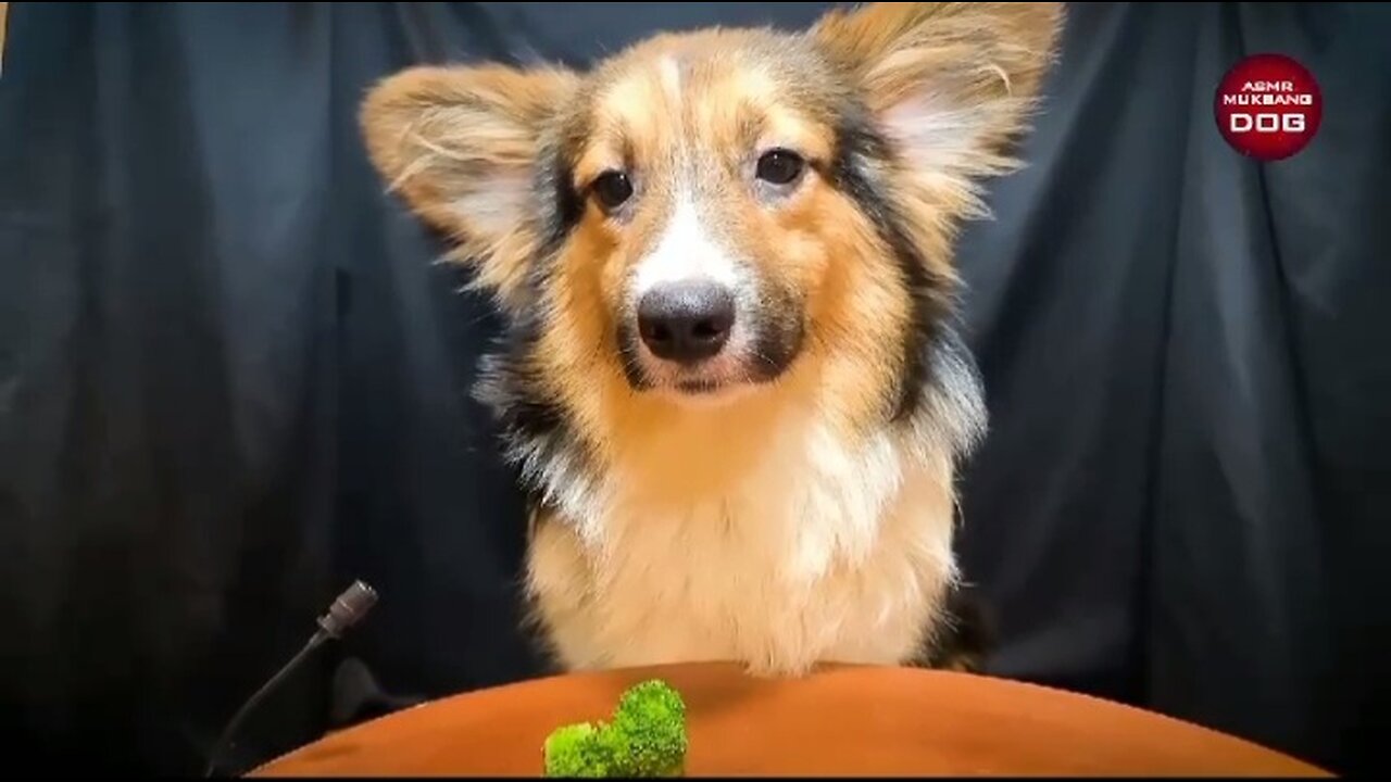 ASMR Mukbang dog eating steaks|