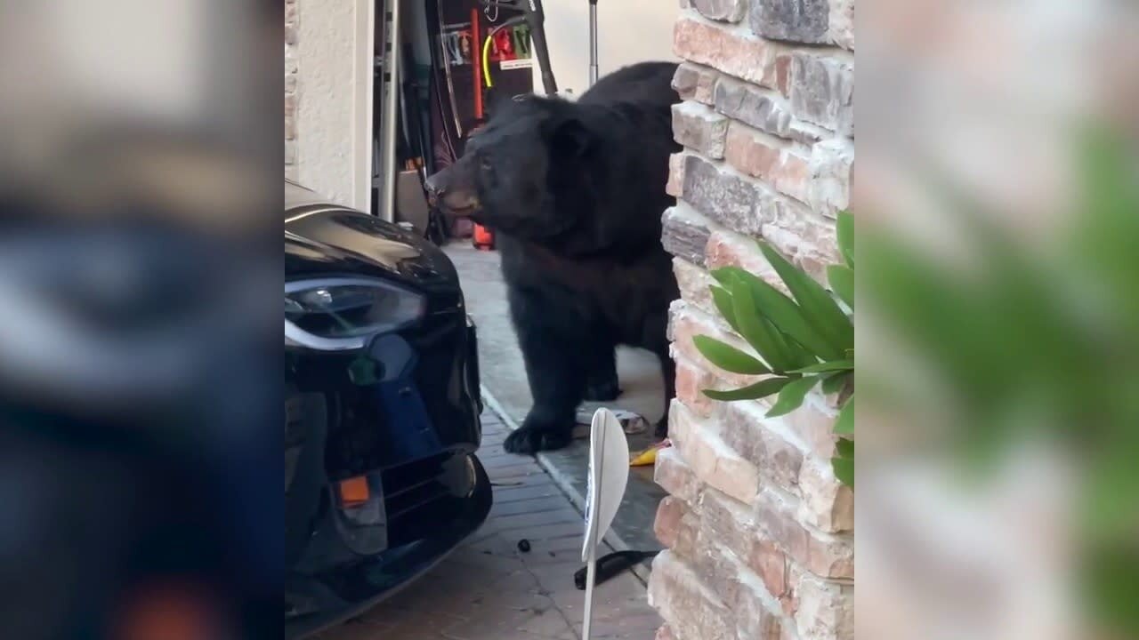 Enormous bear 'raids' garage fridge