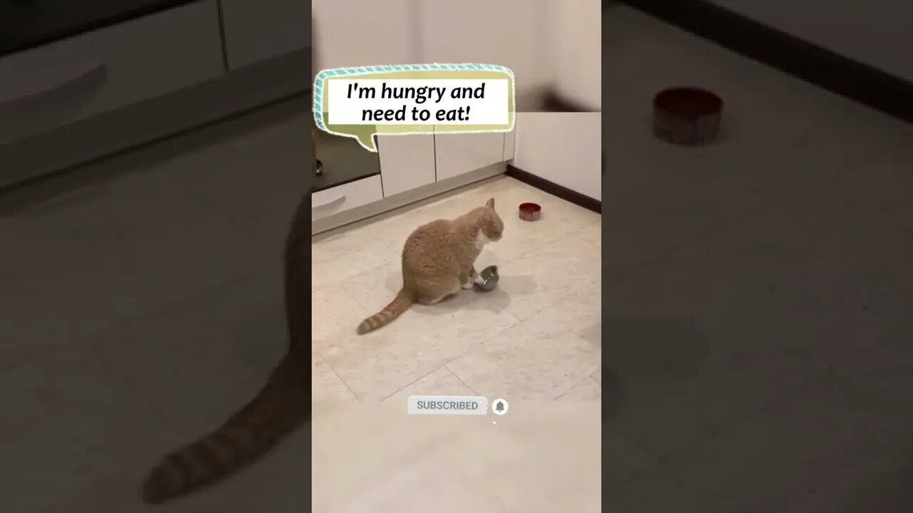 funny cat videos | cute cat videos| cute animals funny cats #shorts #shortsfunny #cutecat #funnycat