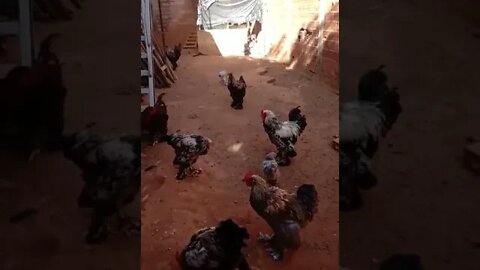 só os bramas