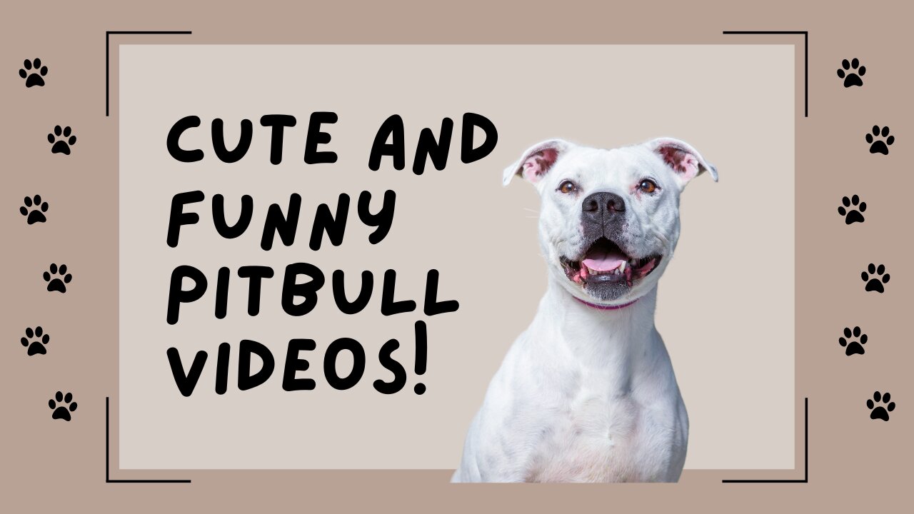 Cute and Funny Pitbull Videos!