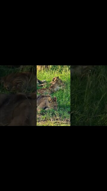 Lion Cub Cuteness #shorts | #ShortsAfrica