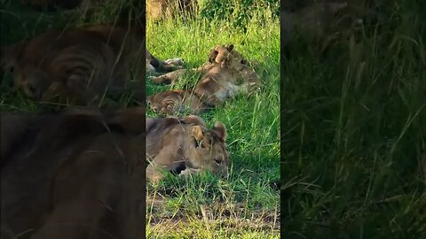 Lion Cub Cuteness #shorts | #ShortsAfrica