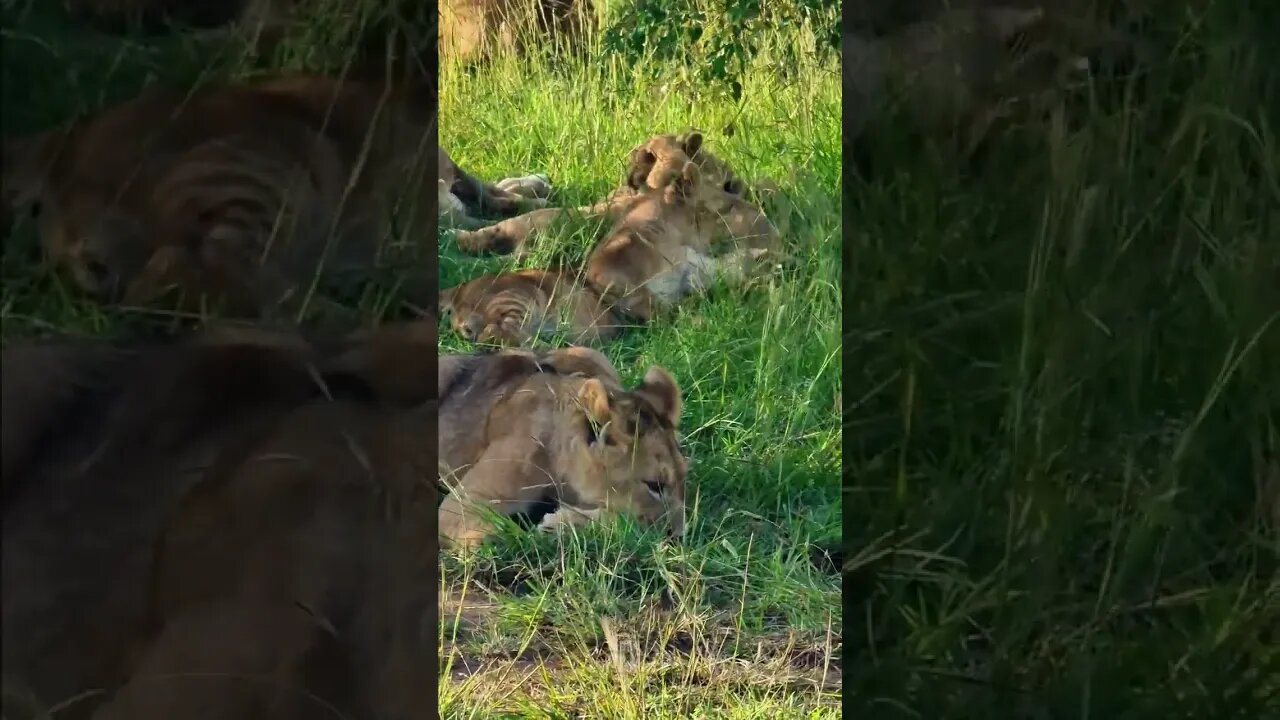 Lion Cub Cuteness #shorts | #ShortsAfrica