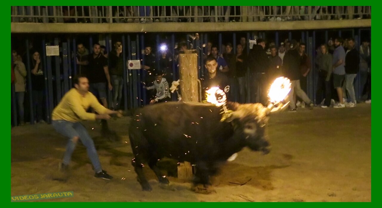 MALÓN ( ZARAGOZA ) NOCHE TORO DE RONDA ( SABADO 14 OCTUBRE 2023 ) GANAD. MURILLO CONDE