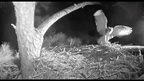 Great Horned Owls Late Night Date 🦉 1/14/22 1:58 AM