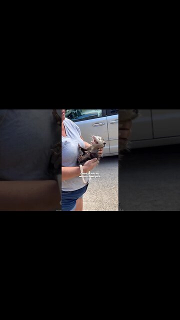 Found a #possum running in circles on the street. #opossums