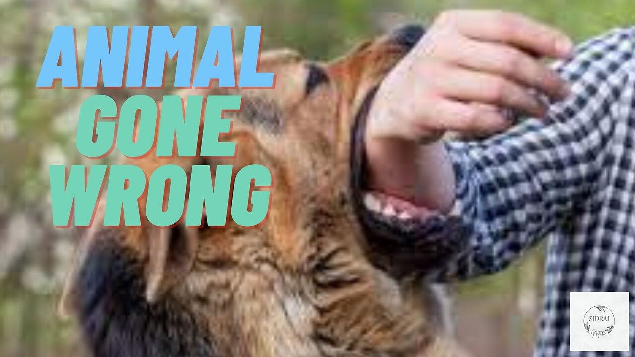 Animal Gone Wrong I Dare To Play With Animals I Don't Laugh I Funny Animal Fails Compilation Video