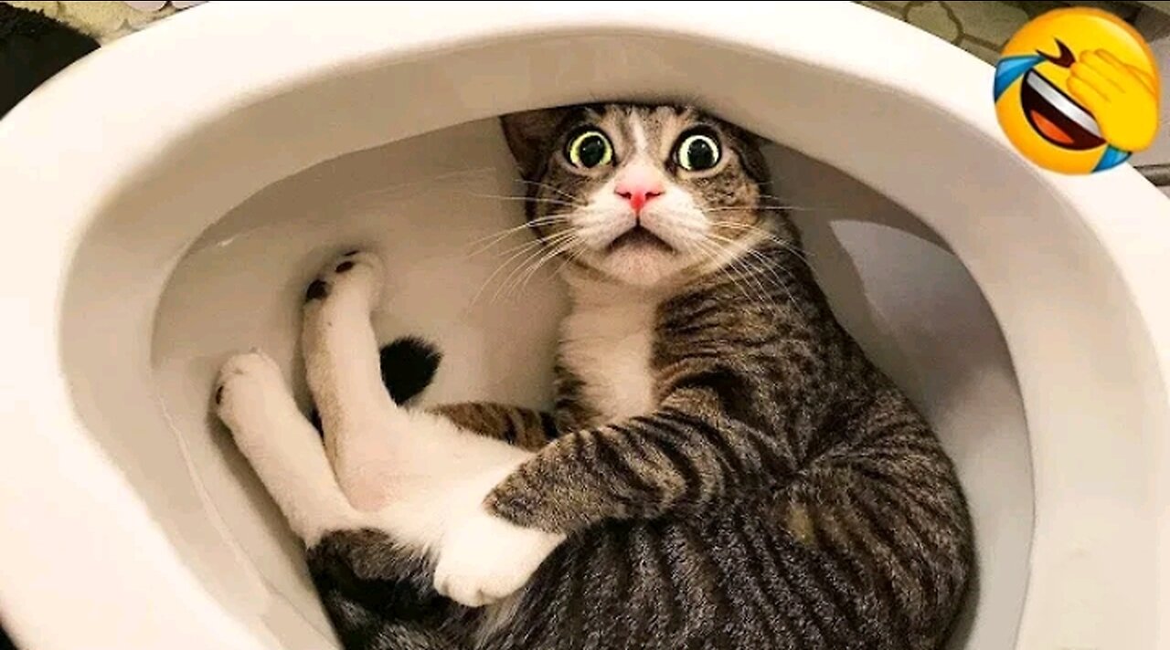 Funny and Naughty Little Cats 😜😜😜😜 I can't stop Laughing 🤣🤣🤣