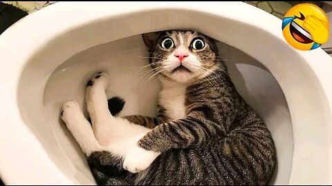 Funny and Naughty Little Cats 😜😜😜😜 I can't stop Laughing 🤣🤣🤣