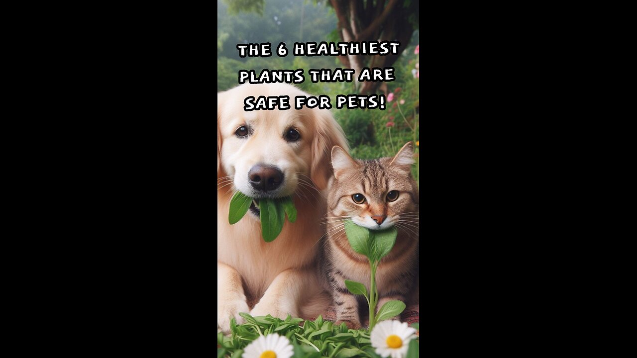 The six healthiest indoor plants that are safe for pets.