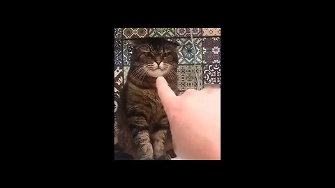 Crazy 🐈‍⬛