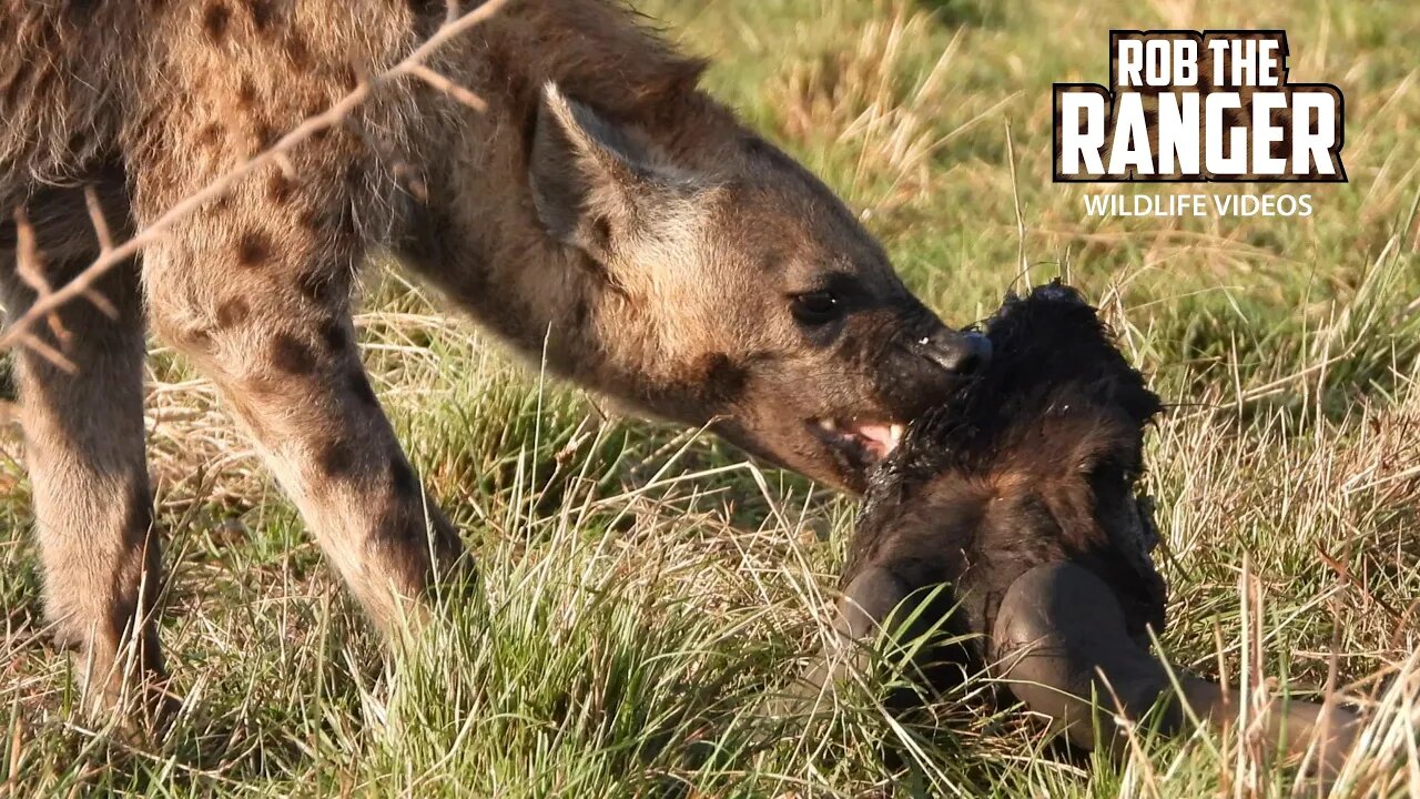 Hyenas Chew Leftover Gnu | Maasai Mara Safari | Zebra Plains