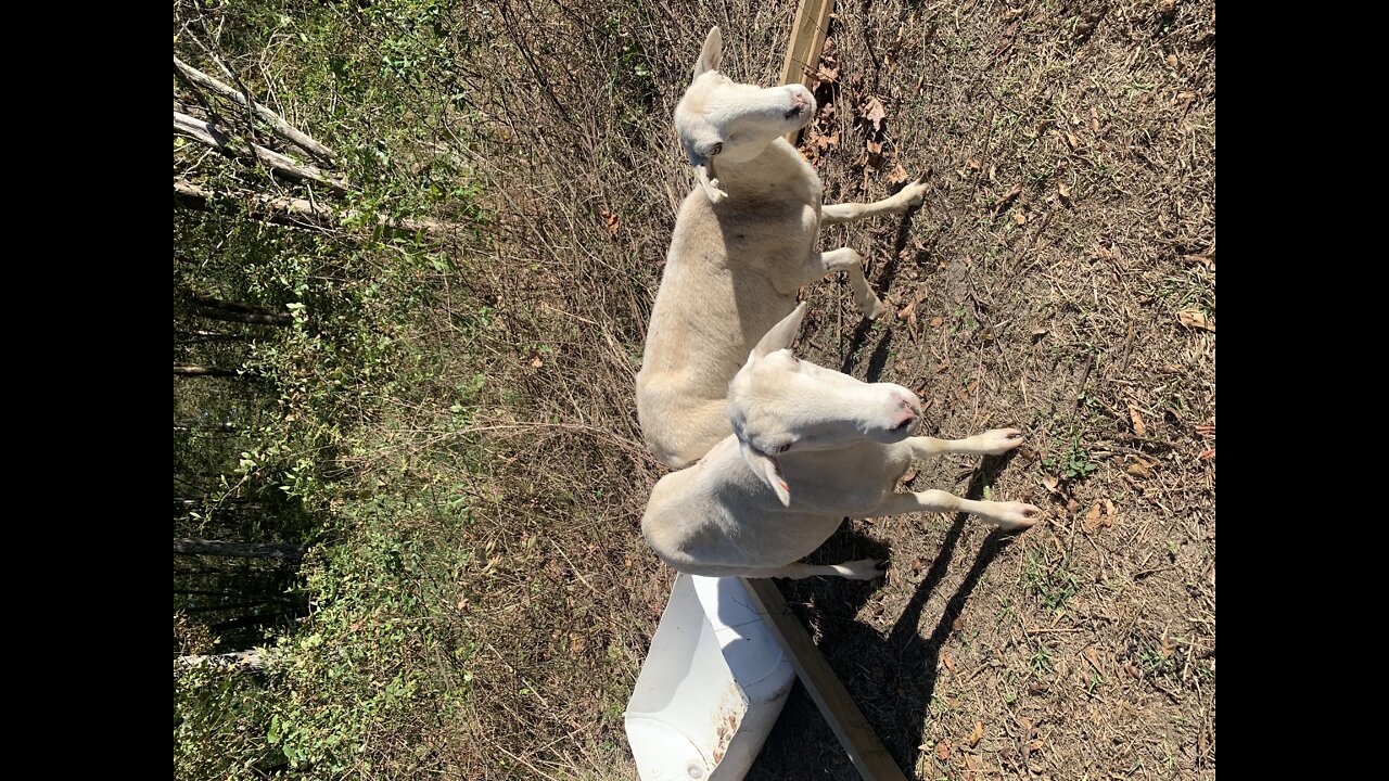 Cute Sheep 🐑 got treats | DDRanch | FarmLiving