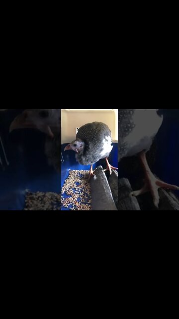 Picachu has a new carrier