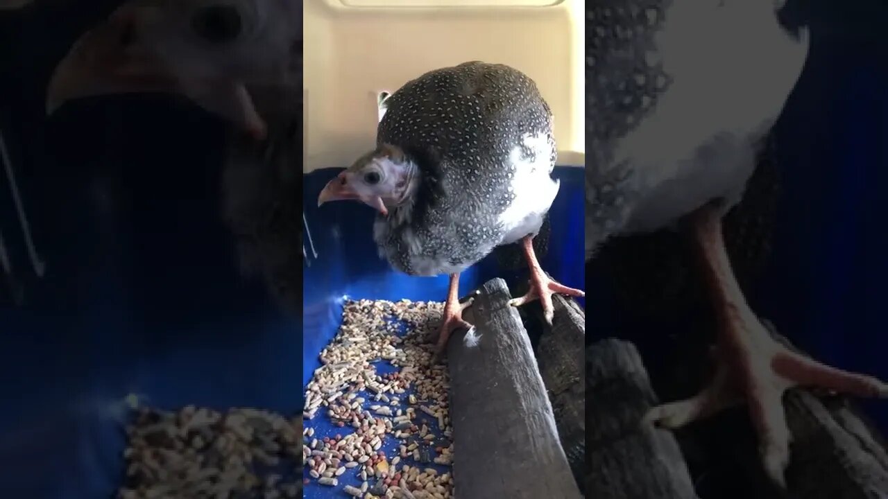 Picachu has a new carrier