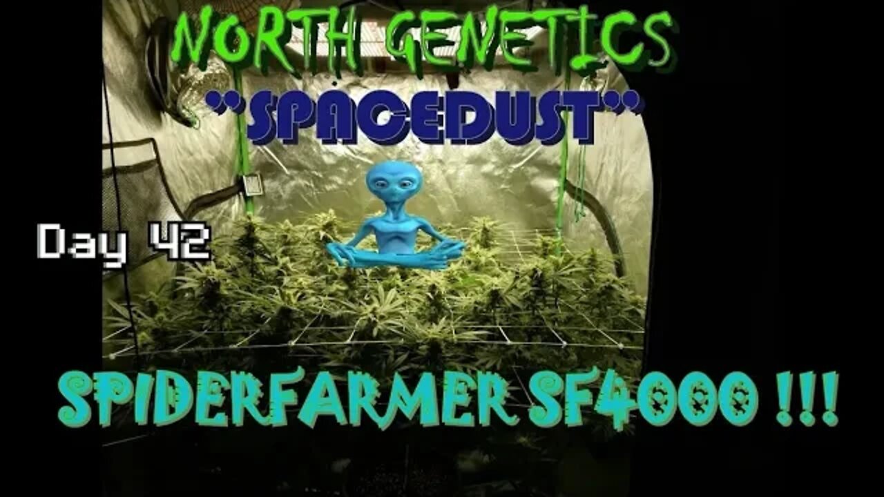 "Summer Stock II" episode 8 #NorthGenetics #Spacedust 👽 #SpiderFarmer #sf4000 day 42 🔨