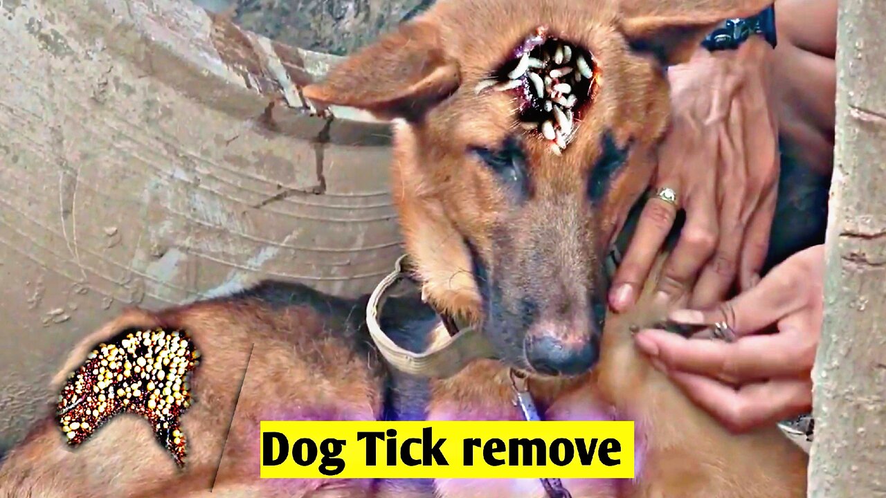 never remove tick from your dog without watching this video