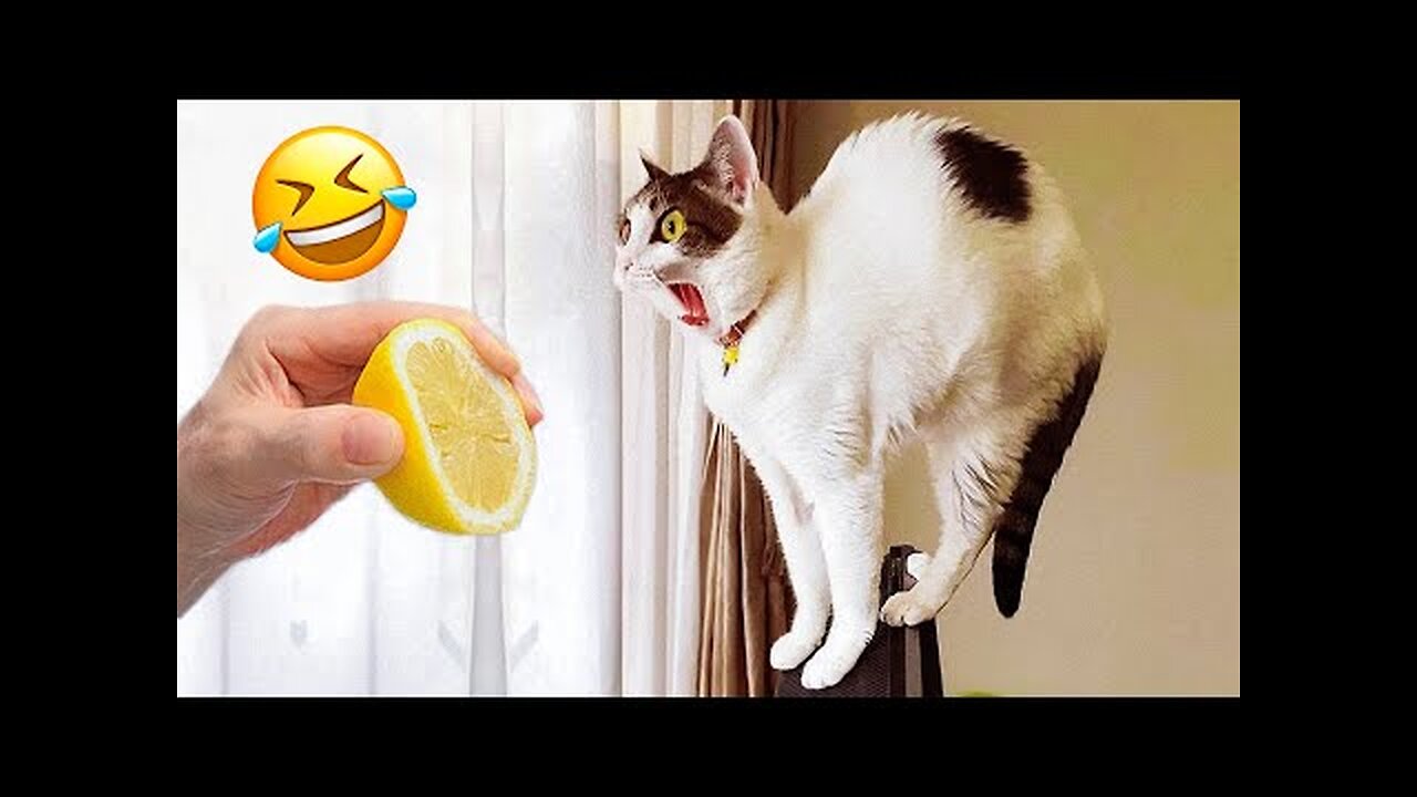 Funniest Dogs And Cats Videos 😅 - Best Funny Animal Videos 2023 😻