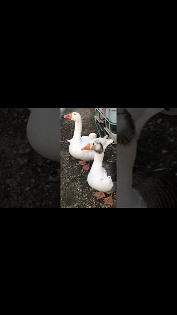 The geese are the most sensible birds on our farm. Watch their reaction to the noisy guinea fowl 🤣