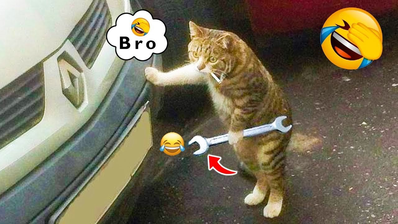 Funniest Cats And Dogs Videos πΊπΆπ - Best Funny Animal Videos 2023 π
/ Animals and Pets videos