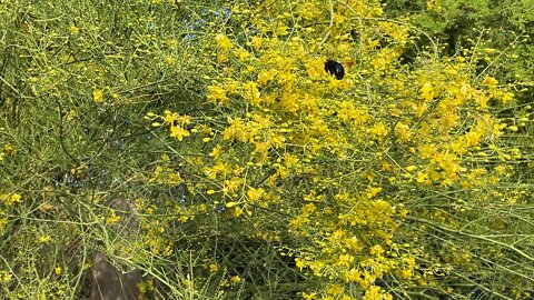 Bumblebee and honeybees working hard