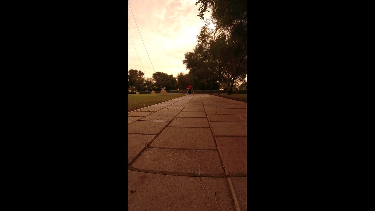 Cat in the park