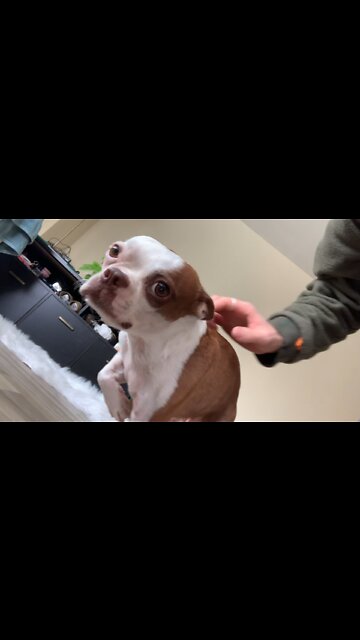 My dog was faking and injury