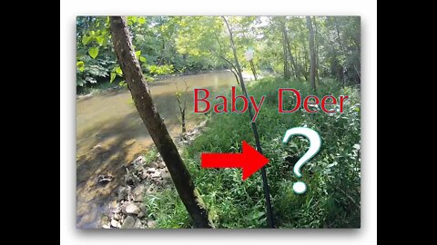 Kayaking and Bank Fishing (almost stepped on a baby deer!)