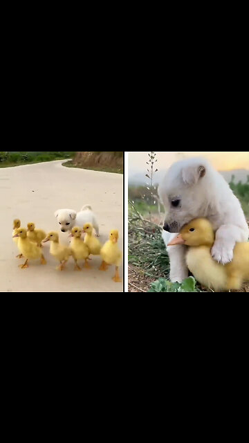 I Got you! Don't afraid to go with them