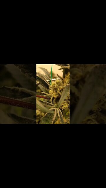 Slurricane Pheno 3 that I kept as a mother from Inhouse Genetics #shorts #420 #growing #plants