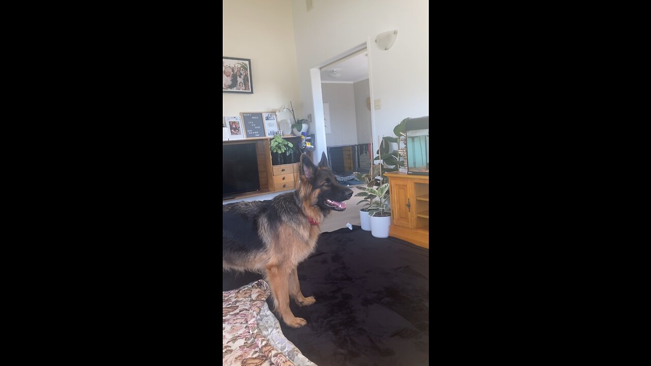 Pretty pup